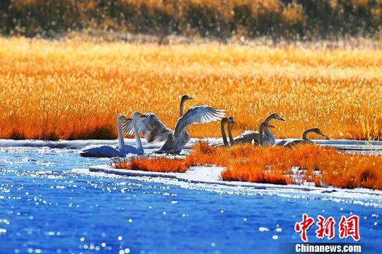 生态趋好数百只天鹅在青海省格尔木湿地翩翩起舞