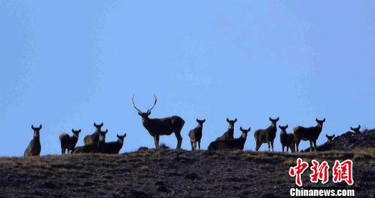 从难觅踪迹到频现身甘肃盐池湾保护区白唇鹿数量增多