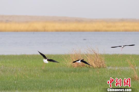 甘肃肃南“明花海子”水波漾植株绿鸟翩跹