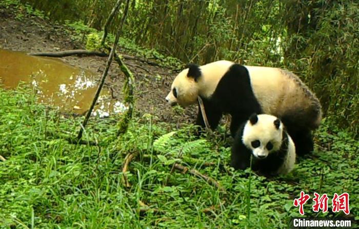 四川宝兴：野生大熊猫妈妈水塘边“遛娃”
