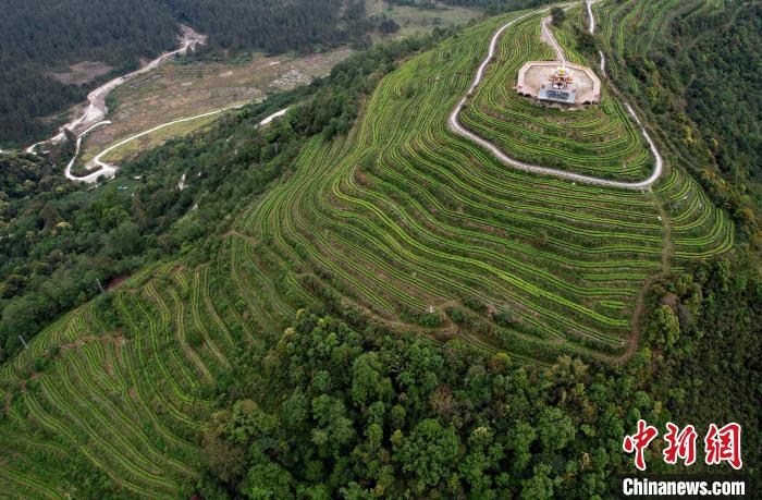 西藏墨脱:山村茶叶香