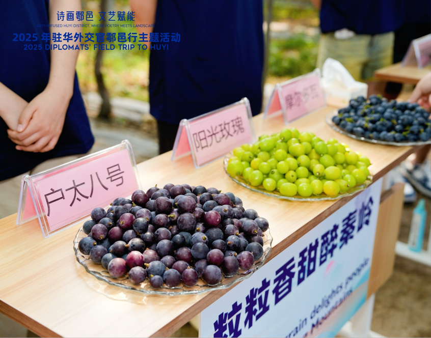 智慧“种”进葡萄园 驻华外交官品读乡村振兴“中国甜”_fororder_图片2