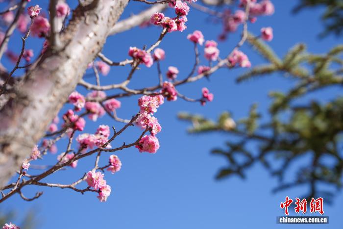 西藏拉萨：桃花盛开春意浓市民乐享高原春光