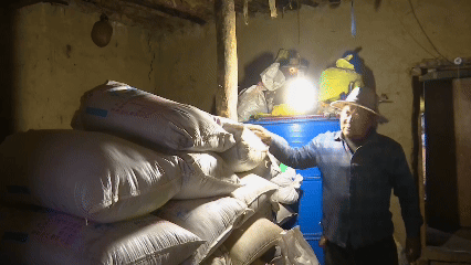 青稞“蜕变”，牦牛“出圈”！看西藏农牧民的“十四五”丰收答卷