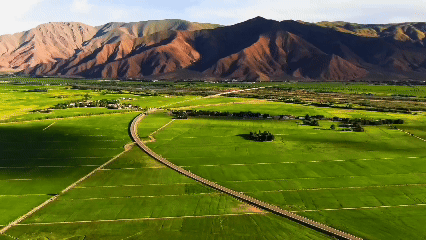 青稞“蜕变”，牦牛“出圈”！看西藏农牧民的“十四五”丰收答卷