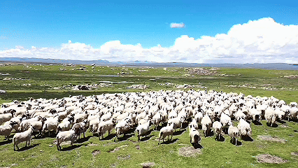 青稞“蜕变”，牦牛“出圈”！看西藏农牧民的“十四五”丰收答卷