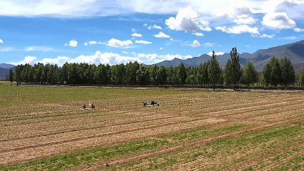 青稞“蜕变”，牦牛“出圈”！看西藏农牧民的“十四五”丰收答卷