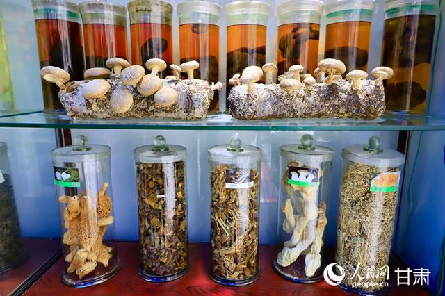 甘肃省食用菌遗传育种重点实验室中展示的祁连山菌物干制标本。人民网记者 焦隆摄