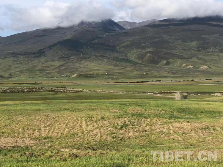 图为理塘县奔戈乡萨戈村治理后的沙化地.png
