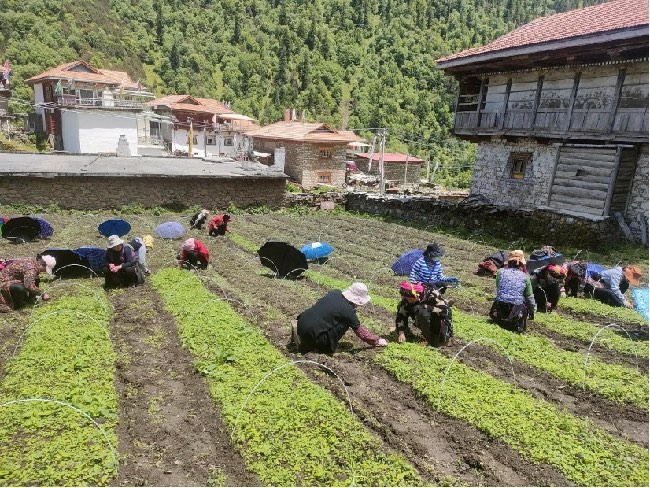 正在基地劳作的村民们。王强摄