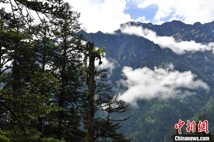 探秘四川海螺沟“五花林”