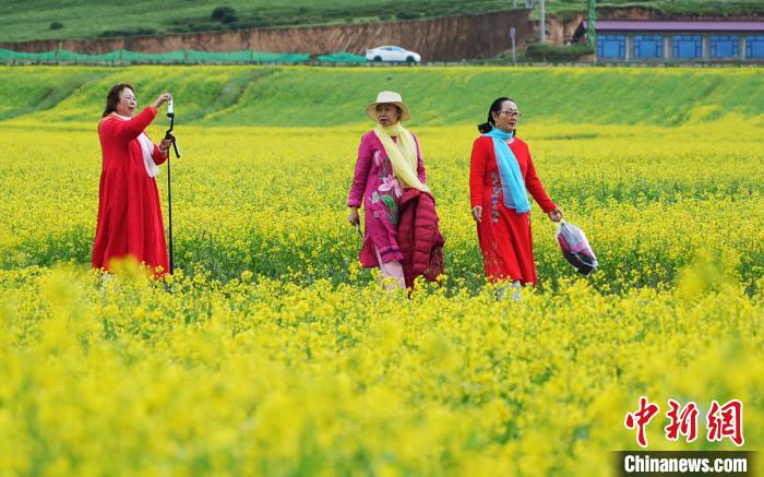 四川阿坝县：万亩油菜花盛夏绽放
