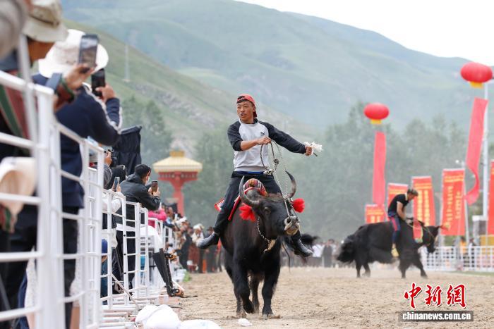 青海玉树:赛牦牛比赛热闹非凡