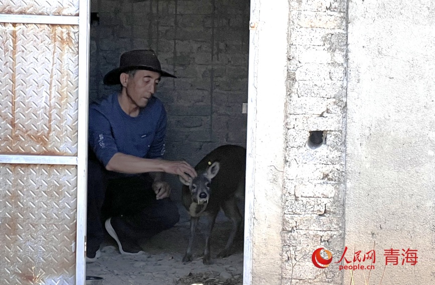 谢发成查看林麝生长状态。人民网记者 甘海琼摄