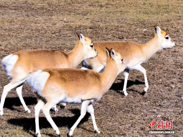 青海湖北岸普氏原羚特护区：成群觅食惬意栖息