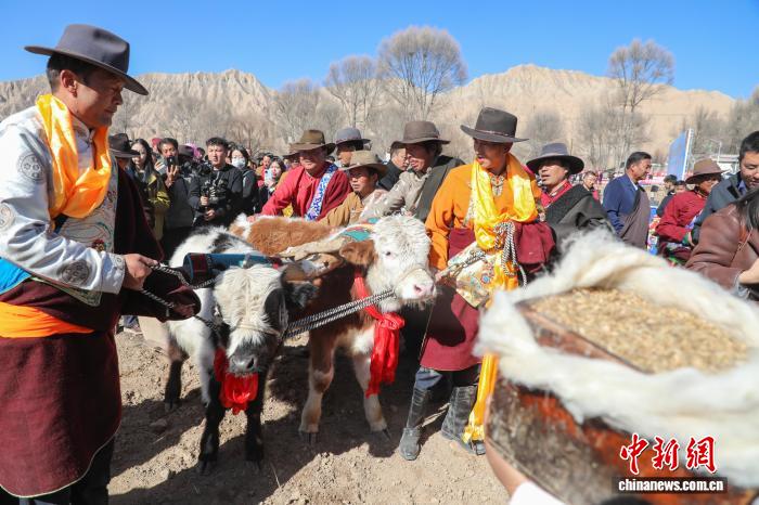 青海贵德:黄河岸畔“二牛抬杠”启春耕