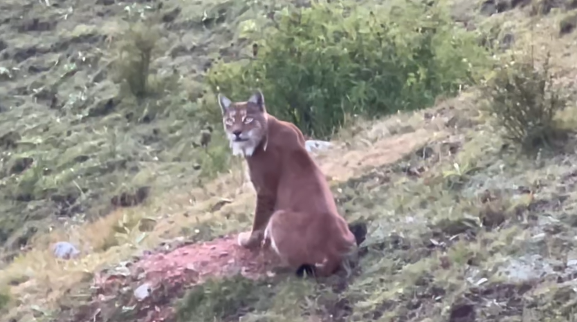 国家二级保护动物猞猁现身青海省河南县。久美南杰摄