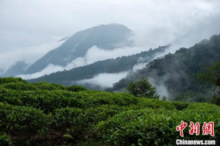 墨脱县背崩乡的高山茶场。