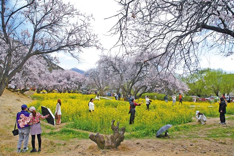 “桃花经济”映红乡村振兴