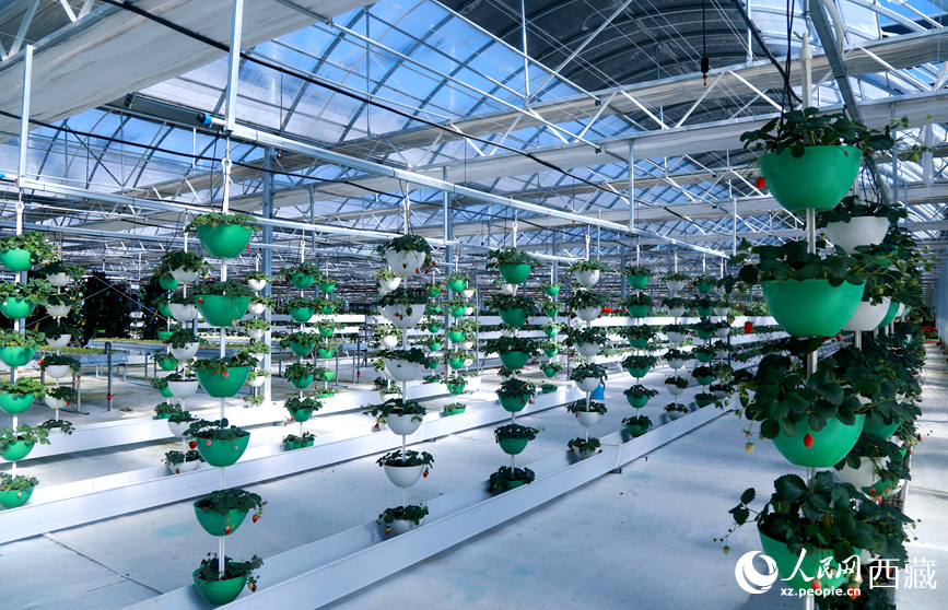 墨竹工卡县现代农业示范园内，采用立体悬挂方式种植的草莓。人民网记者 吴雨仁摄