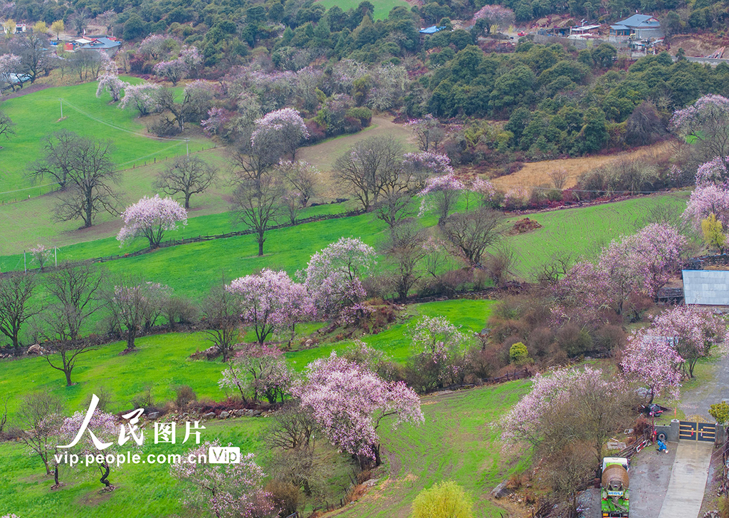 西藏波密：桃花沟里美如画【8】