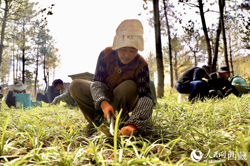 图为项目建设过程中带动周边群众就业。人民网记者 次仁罗布摄