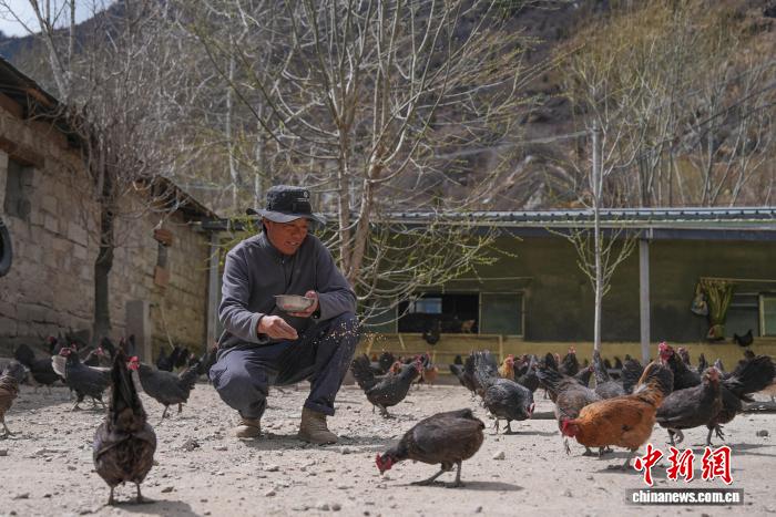 西藏亚东藏鸡养殖合作社整合发展带动村民增收