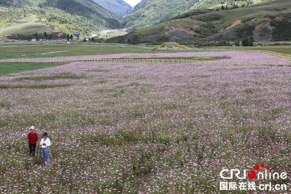 图片默认标题 图片默认标题_fororder_理塘汉戈花海迎游客