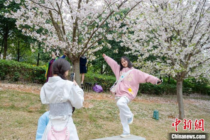 樱花树下一名女孩摆起动作手机拍照留念。　刘忠俊 摄