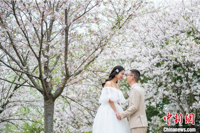 一对新人在盛开的樱花树下拍结婚照。　刘忠俊 摄