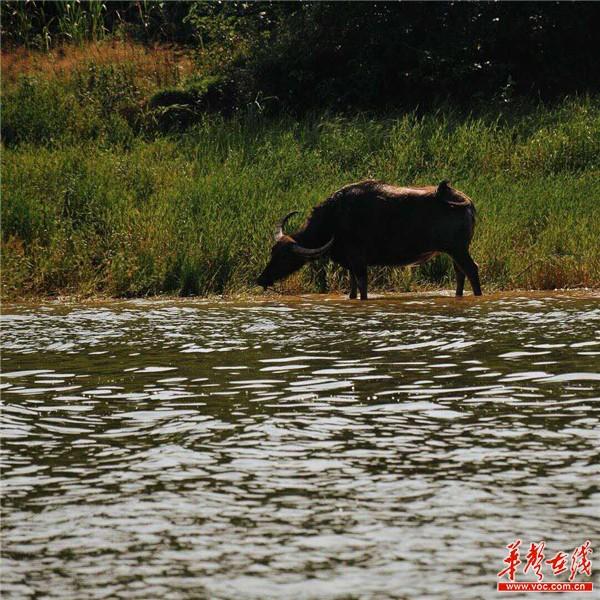 毛里湖:总算又见牛下水