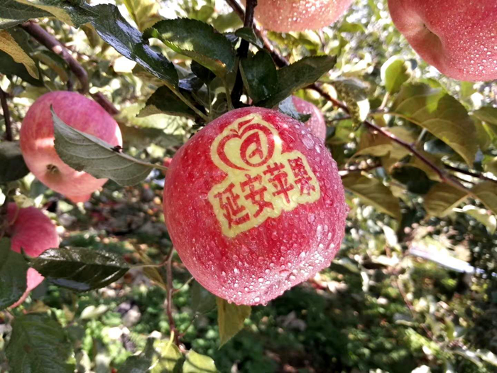 延安苹果。柳林镇果技站供图。