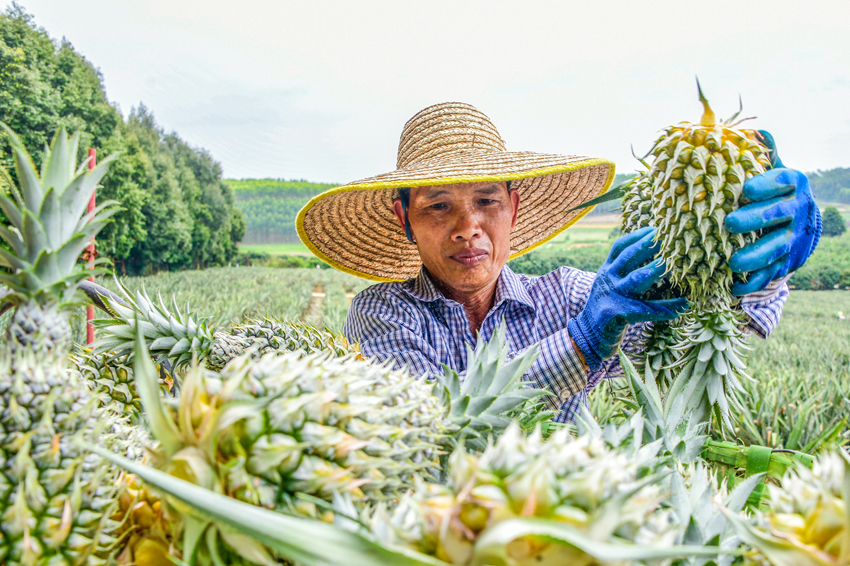 工人正在田地里忙着采摘菠萝。