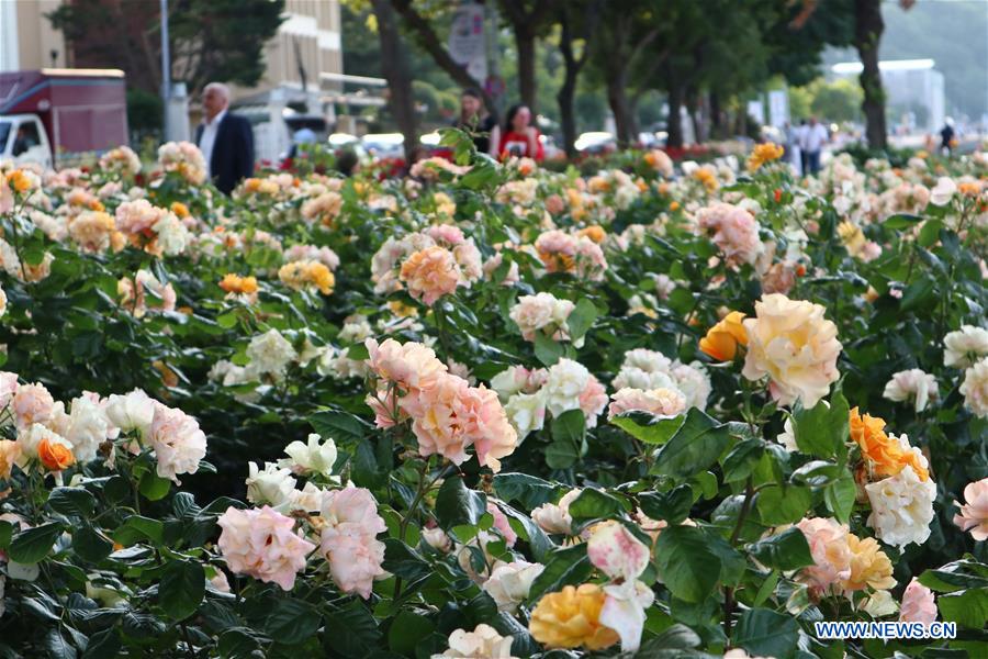 Chinesische Rosen Bluhen In Istanbul China Tibet Online