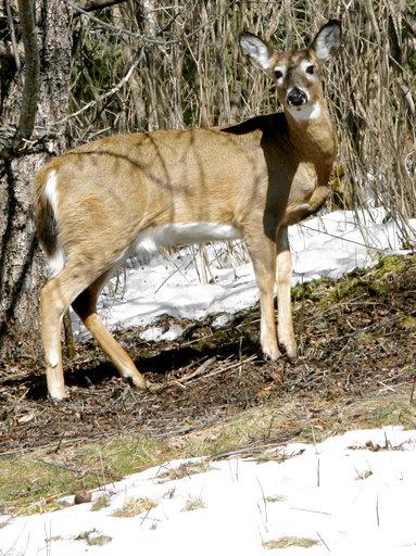 Northeastern Us Seeks To Prevent Arrival Of Deer Disease World Tibet