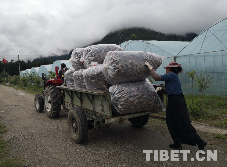 La culture de Ganoderma Lucidium en serre contribue à l'augmentation des  revenus des agriculteurs et éleveurs de Bomê_China Tibet Online