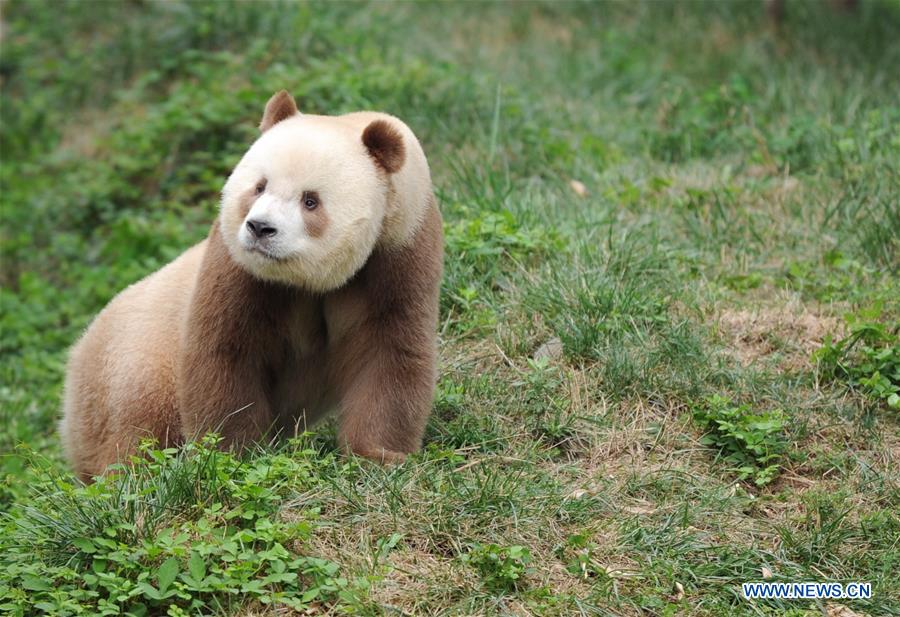 Adoptez un panda géant